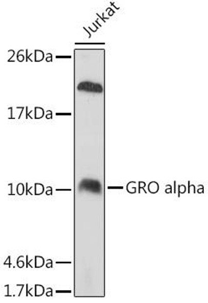 Anti-GRO alpha Antibody (CAB5802)