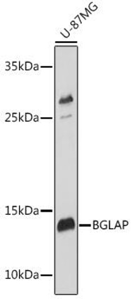 Anti-BGLAP Antibody (CAB6205)