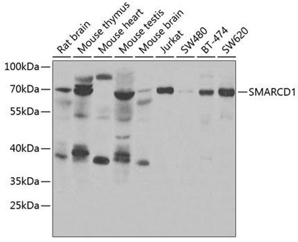 Anti-SMARCD1 Antibody (CAB6310)