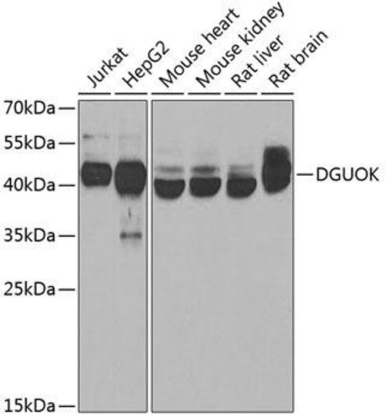 Anti-DGUOK Antibody (CAB6898)