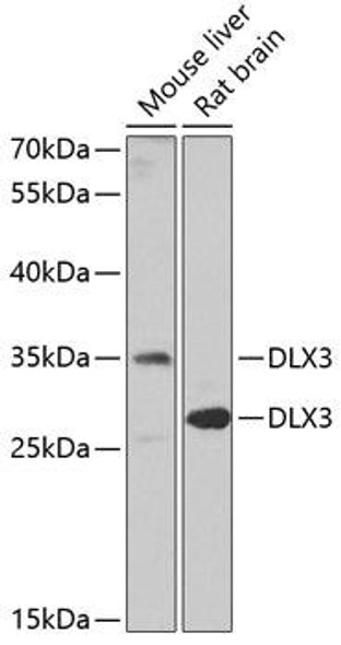 Anti-DLX3 Antibody (CAB6902)