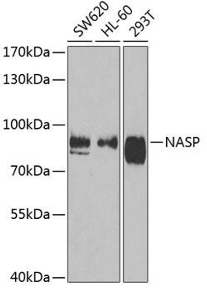 Anti-NASP Antibody (CAB6938)