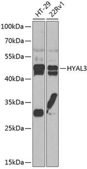 Anti-HYAL3 Antibody (CAB7011)