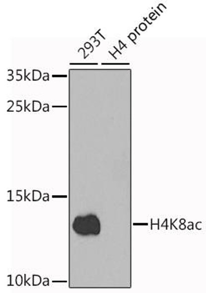 Anti-Acetyl-Histone H4-K8 Antibody (CAB7258)
