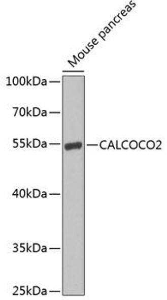Anti-CALCOCO2 Antibody (CAB7358)