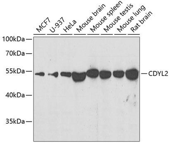 Anti-CDYL2 Antibody (CAB7401)