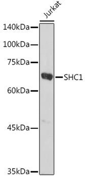 Anti-SHC1 Antibody (CAB7725)