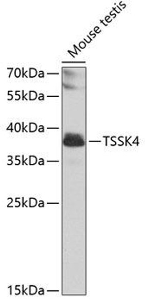 Anti-TSSK4 Antibody (CAB7861)