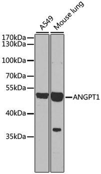 Anti-ANGPT1 Antibody (CAB7877)