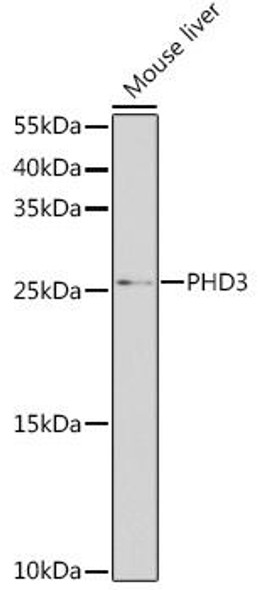 Anti-Egl nine homolog 3 Antibody (CAB8001)