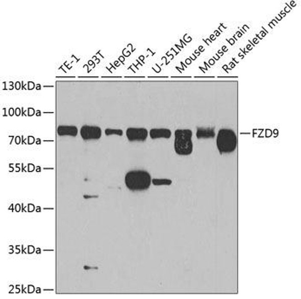 Anti-Frizzled-9 Antibody (CAB8311)