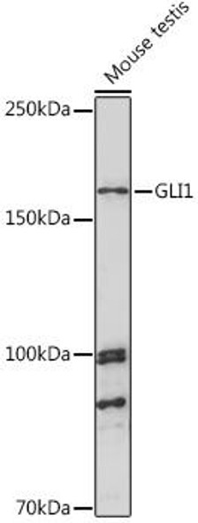 Anti-GLI1 Antibody (CAB8387)