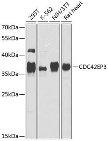 Anti-CDC42EP3 Antibody (CAB8480)