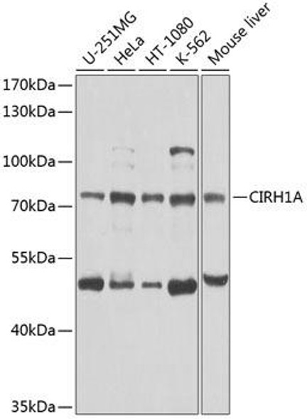 Anti-CIRH1A Antibody (CAB8593)