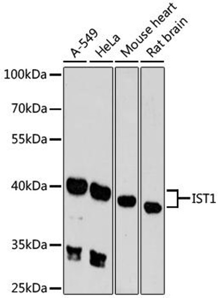 Anti-IST1 Antibody (CAB9401)