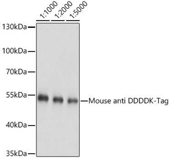 Anti-Mouse anti DDDDK-Tag Monoclonal Antibody (CABE005)