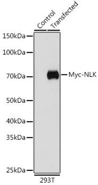 Anti-Mouse anti Myc-Tag Monoclonal Antibody (CABE010)