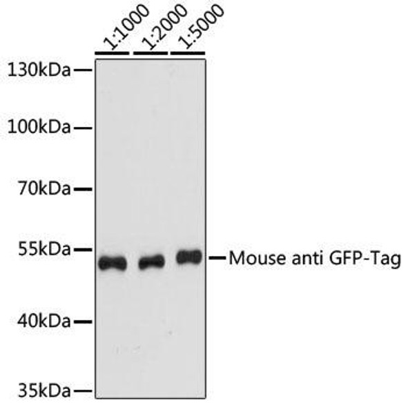 Anti-Mouse anti GFP-Tag Monoclonal Antibody (CABE012)