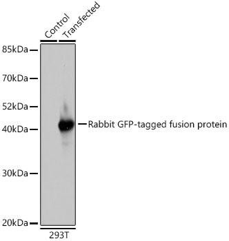 Rabbit anti GFP-Tag Polyclonal Antibody (CABE011)
