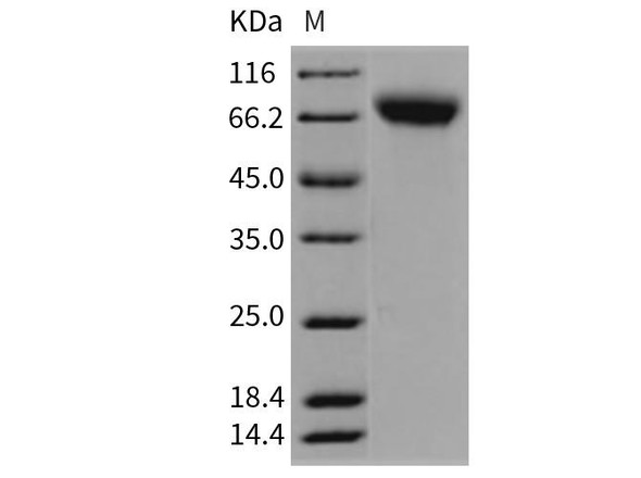 Rat ICAM/CD54 Recombinant Protein (RPES0223)