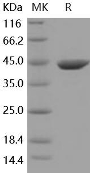 Mouse ACY1/Aminoacylase Recombinant Protein (RPES0254)