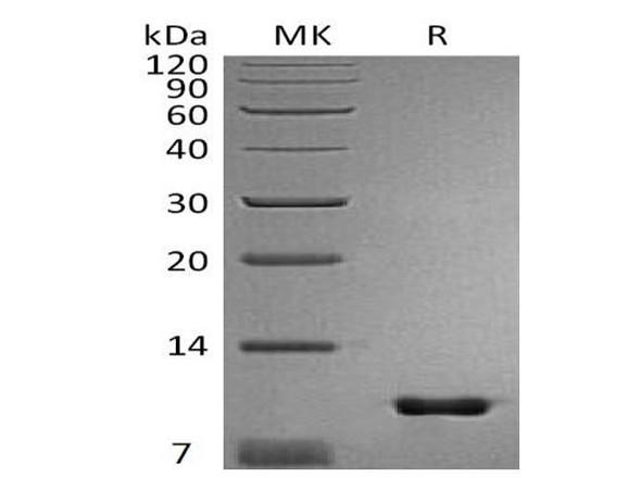Mouse Uteroglobin/SCGB1A1 Recombinant Protein (RPES0305)