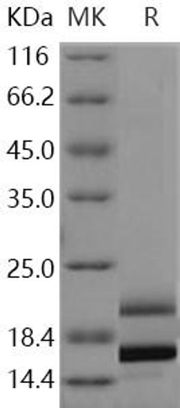 Human Interleukin7A/IL7A Recombinant Protein (RPES0391)