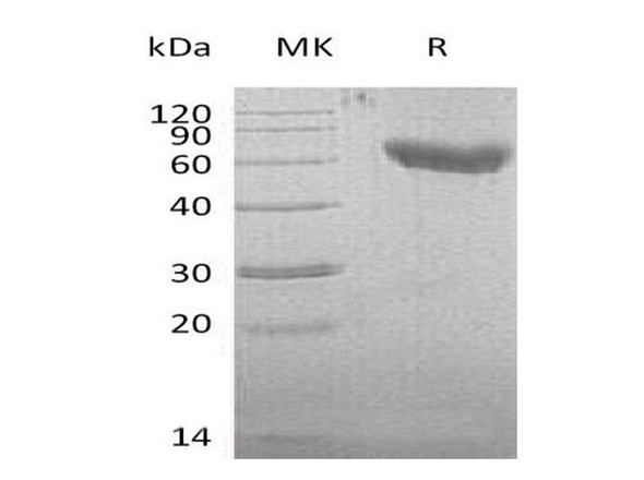Mouse CD28/TP44 Recombinant Protein (RPES0536)