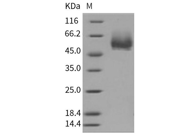 Mouse CD4/LEU3 Recombinant Protein (RPES0737)
