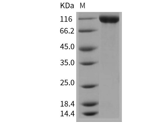 Mouse Contactin 2/CNTN2 Recombinant Protein (RPES0864)