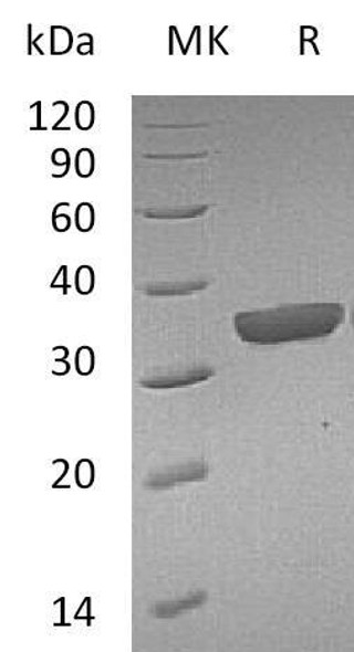 Mouse Granzyme B(G,H)/GZMB Recombinant Protein (RPES0956)