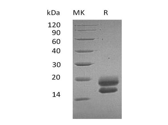 Human VEGF-A/VEGF121 Recombinant Protein (RPES0969)