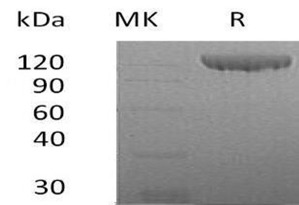 Human Contactin 2/CNTN2 Recombinant Protein (RPES1005)