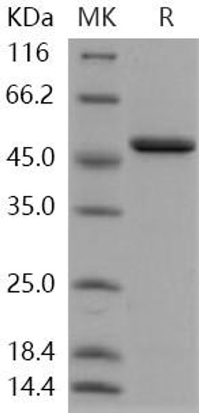 ENO1/Enolase 1/alpha-enolase Recombinant Protein (RPES1164)