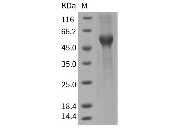 Rat ALK/ACVRL1 Recombinant Protein (RPES1657)