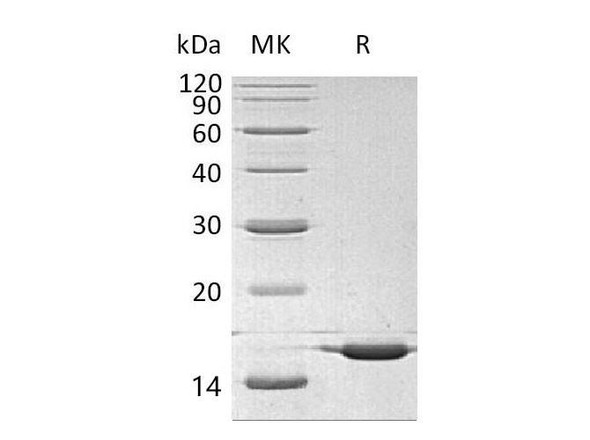 Mouse ILA/IL Alpha Recombinant Protein (RPES1705)
