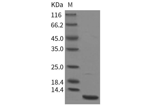 Mouse CXCL3/GRO gamma Recombinant Protein (RPES1737)