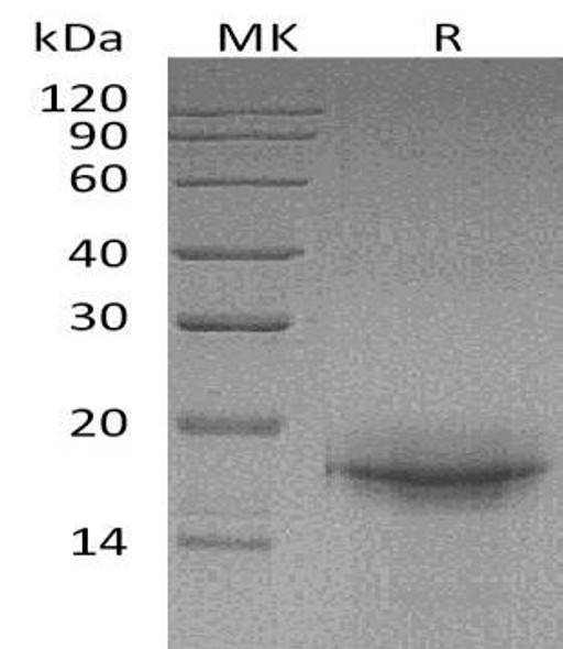 Mouse Interleukin-33/IL-33 Recombinant Protein  (RPES1903)