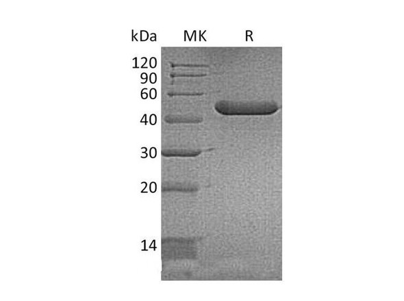 Mouse YM1/ECF-L/Chil3 Recombinant Protein (RPES1950)
