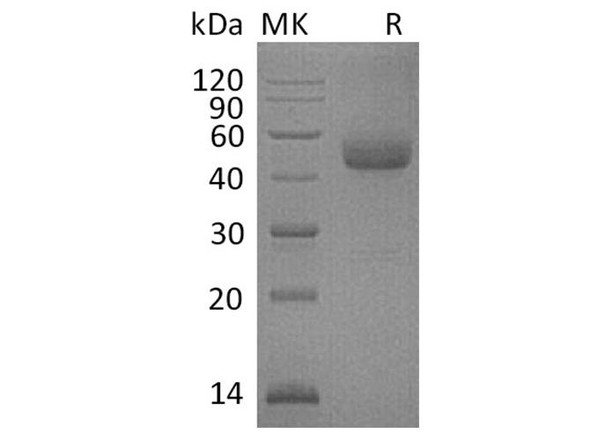 Human ICOS/AILIM Recombinant Protein (RPES2009)