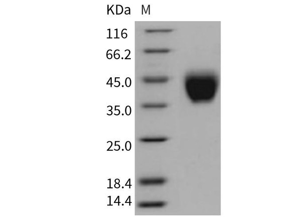 Mouse Tissue Factor/CD142 Recombinant Protein (RPES2348)