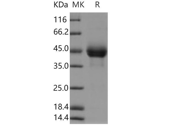 CD3E & CD3G Heterodimer Recombinant Protein  (RPES2797)