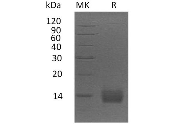 Apolipoprotein A2/ApoA2 Recombinant Protein (RPES2846)