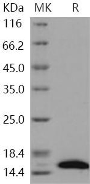 Human CRABP2 Recombinant Protein (RPES2922)