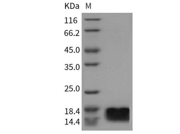 Mouse MOG Recombinant Protein (RPES3039)