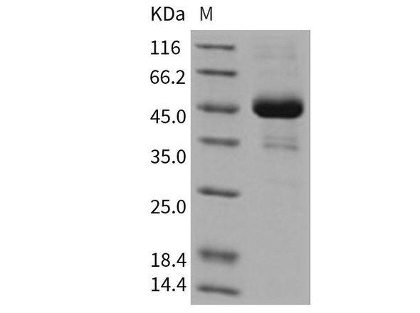 Mouse ALK-2/ACVR1 Recombinant Protein (RPES3040)