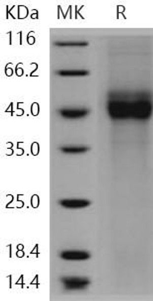 Human CD19/Leu2 Recombinant Protein (RPES3320)