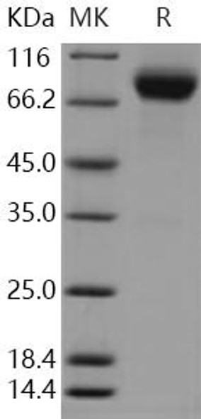 Human LSAMP Recombinant Protein (RPES3516)