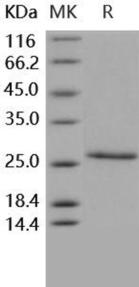 Human CD4/LEU3 Recombinant Protein (RPES3560)