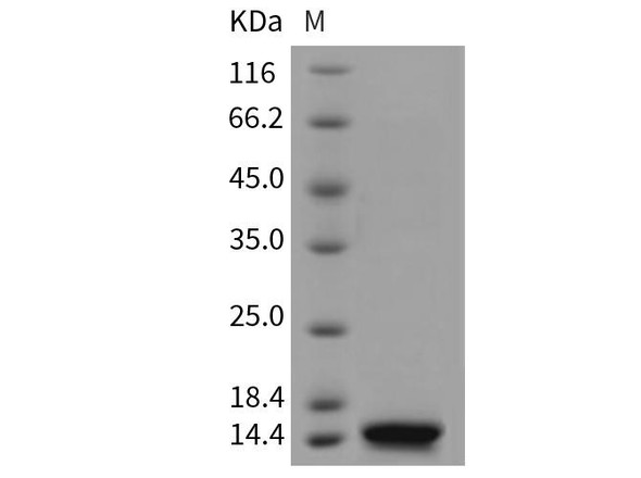 Mouse Beta-2-microglobulin Recombinant Protein (RPES3562)